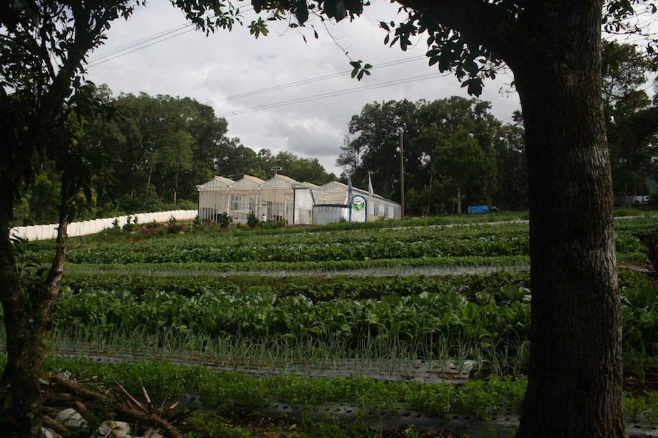 2014-09-16 Greenhouse & Field 2