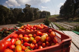 Harvest 1