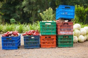 Harvest ready to be distributed to Vida schools