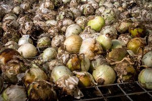 onion harvest